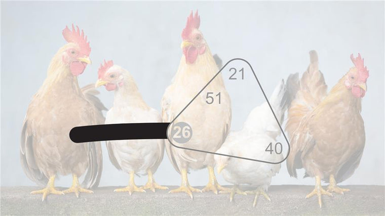 The 26th Gate and Bird Flu